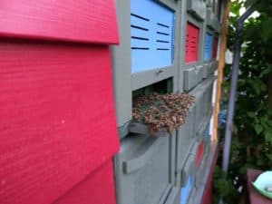 Anflugbrett mit Carnica Bienen, es ist zu warm